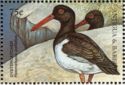 American Oystercatcher (Haematopus palliatus)